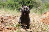 CAIRN TERRIER 491
